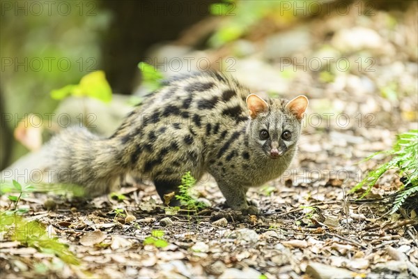 Common genet (Genetta genetta), cub wildlife in a forest, Montseny National Park, Catalonia, Spain,