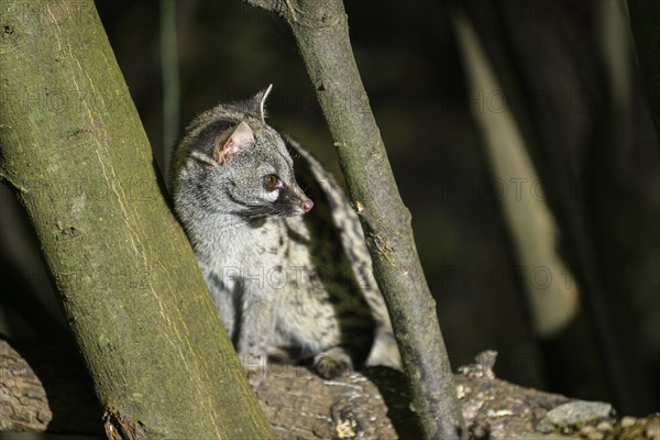 Common genet (Genetta genetta), wildlife in a forest, Montseny National Park, Catalonia, Spain,