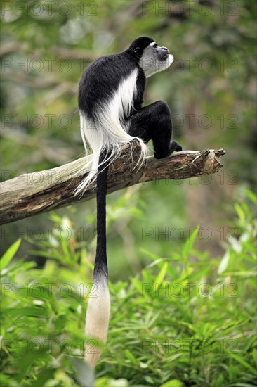 Angola marmoset monkey (Colobus angolensis), Angola, marmoset monkey, adult, tree, male, Africa