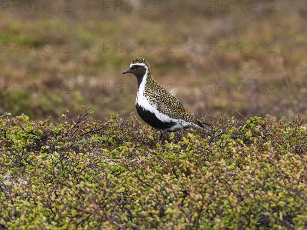 Eurasian golden plover (Pluvialis apricaria) adult male, alert in tundra breeding ground, May,