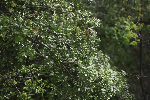 Iserlohn. This year's unusually warm weather in April has already given us a May. Nature exploded