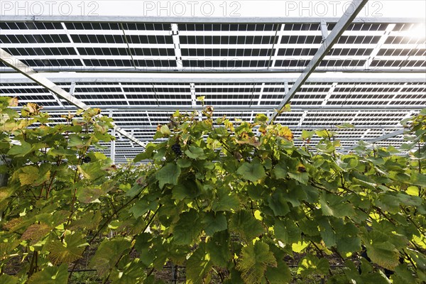 Solar plant in the vineyard, solar cells, solar modules, solar power plant, photovoltaic plant,