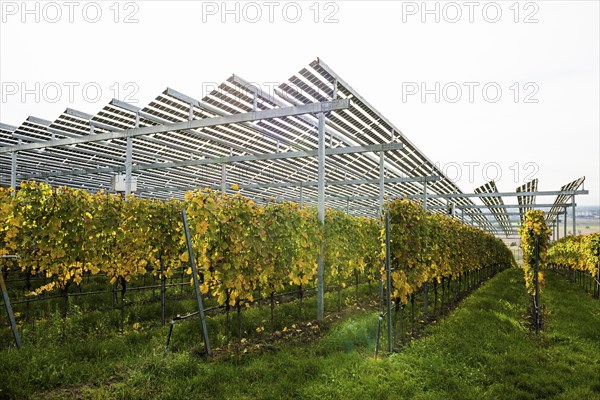 Solar plant in the vineyard, solar cells, solar modules, solar power plant, photovoltaic plant,