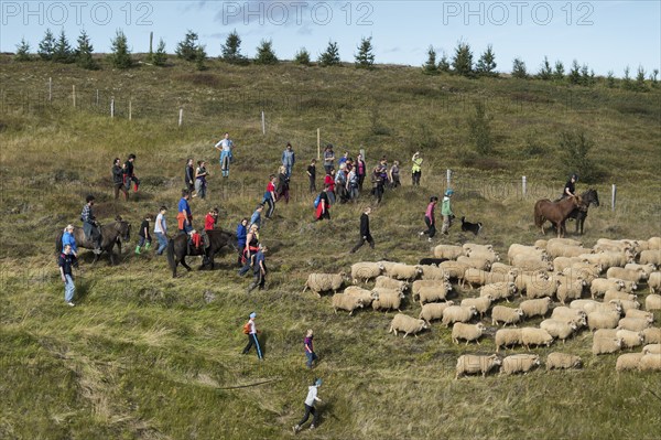 Sheep (Ovis aries), herd being driven together, rider and driver, sheep round-up or Réttir, near