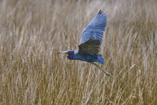 Great Blue Heron (Egretta caerulea), flying over marsh grass, Black Point Wildlife Drive,