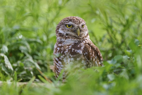 Burrowing owl (Speotyto cunicularia), sitting in a meadow, Pembroke Pines, Florida, USA, North