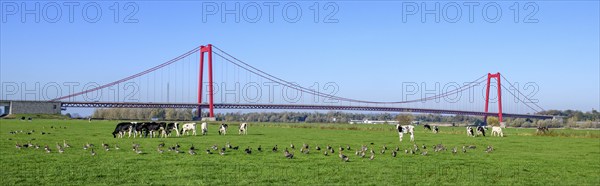 Panorama view over Rhine meadows on the left bank of the Rhine to earth-anchored suspension bridge