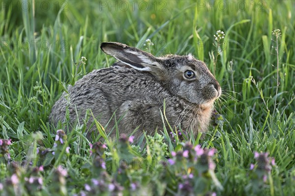 European hare (Lepus europaeus), in the Sasse, Lake Neusiedl National Park, Seewinkel, Burgenland,