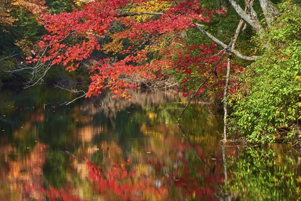 Red maple (Acer), with colourful autumn leaves on the bank of a quiet river, Ontario, Canada, North