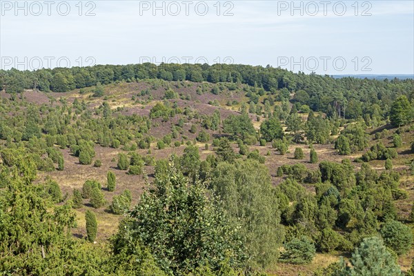 Juniper (Juniperus communis), Totengrund near Wilsede, Bispingen, Lüneburg Heath, Lower Saxony,