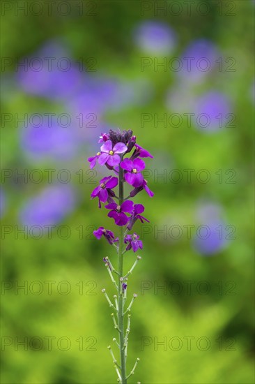Golden varnish, Erysimum, Bowles Mauve variety, North Rhine-Westphalia, Germany, Europe
