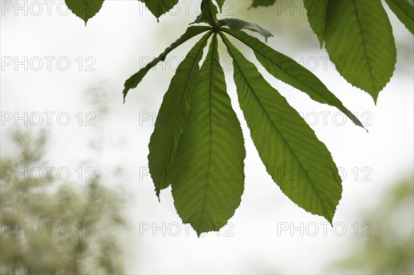 Chestnut (Castanea) Blossom blurred on the left in the picture, in the foreground chestnut leaf