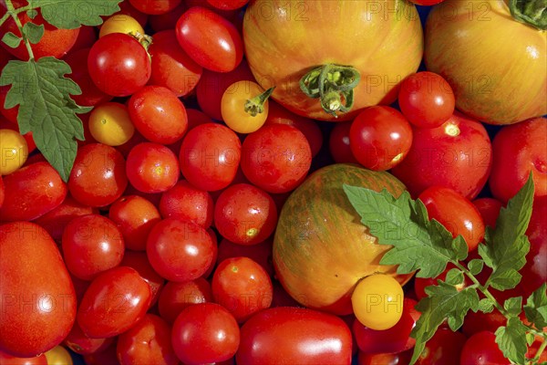 Various red and yellow tomatoes (Solanum lycopersicum) with freshly harvested leaves, full size