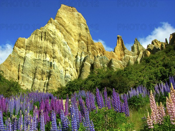 New Zealand, Pinnacles and lupins, Abel Tasman National Park, New Zealand, Oceania