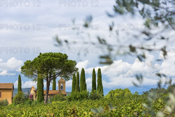 Viticulture, agriculture, agribusiness, winegrower, wine, red wine, plantation, Suvereto, Tuscany,