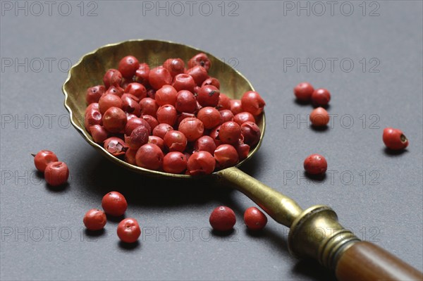Pink Pepper berries, Red Pepper in spoon, Schinus berries