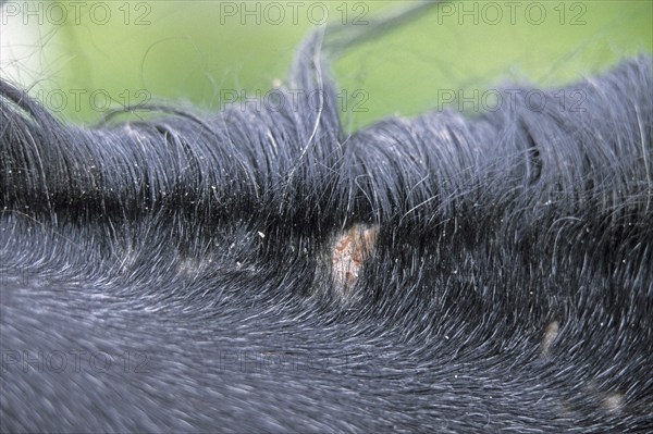 Hair lice in horses, Parasites, Trichodectidae