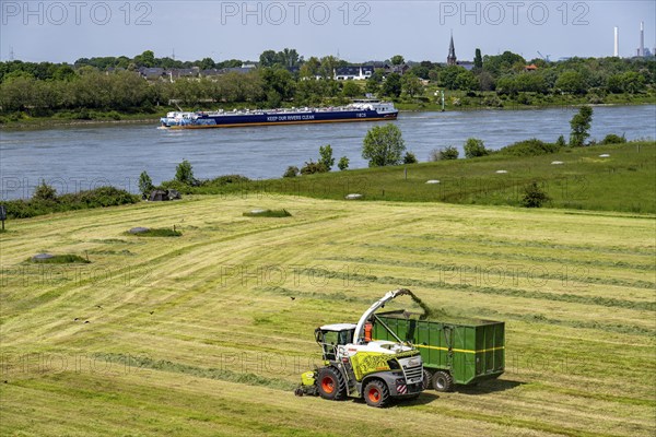 Hay harvest, on a Rhine meadow near Duisburg-Beeckerwerth, a forage harvester picks up the cut