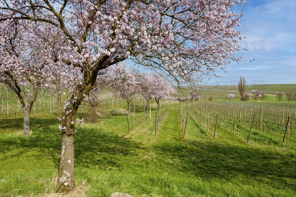 Almond tree (Prunus dulcis), spring in the Southern Palatinate, Palatinate, Rhineland-Palatinate,