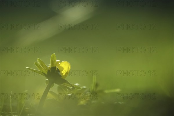 Winter aconites (Eranthis hyemalis), Germany, Europe