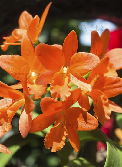 Orange with red orchid flowers in the botanical garden in Singapore
