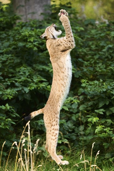Eurasian lynx (Lynx lynx) jumping in the air, hunting, Bavaria, Germany, Europe