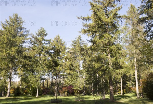 Japanese larch trees, Larix kaempferi, National arboretum, Westonbirt arboretum, Gloucestershire,