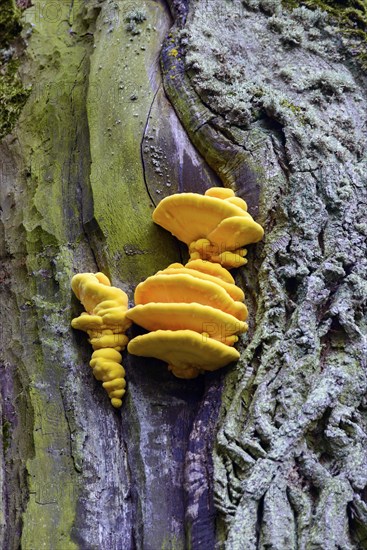 Bright yellow-orange mushrooms growing on a moss-covered tree trunk, sulphur polypore (Laetiporus