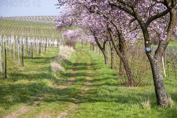 Almond tree (Prunus dulcis) in the Southern Palatinate, Palatinate, Rhineland-Palatinate, Germany,