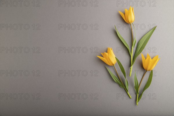 Orange tulip flowers on gray pastel background. top view, flat lay, copy space, still life. Beauty,