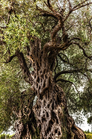 Olive tree plantation, Montenegro, Montenegro, Europe