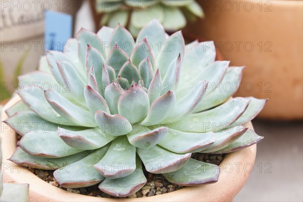 Beautiful succulent plant in greenhouse. Closeup, floral patterns, selective focus