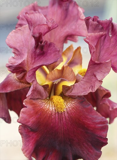 Beautiful multicolored iris flower bloom in the garden. Close up, fragility and summer concept
