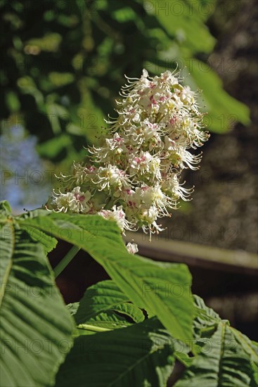 Europe, Germany, Lower Saxony, Blossom of the common horse chestnut, Aesculus hippocastanum,