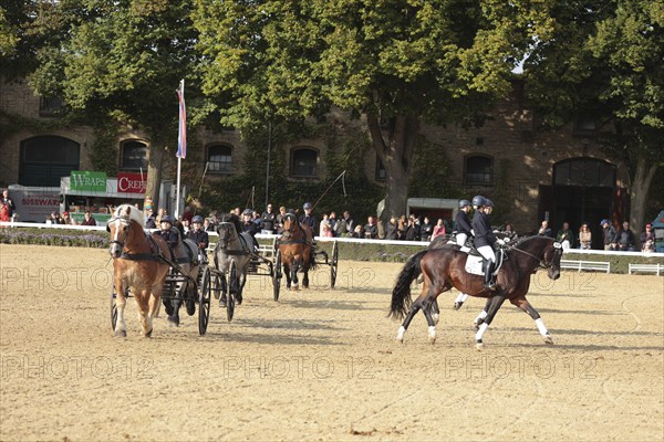 Warendorf State Stud, Stallion Parade, Apprentice Show