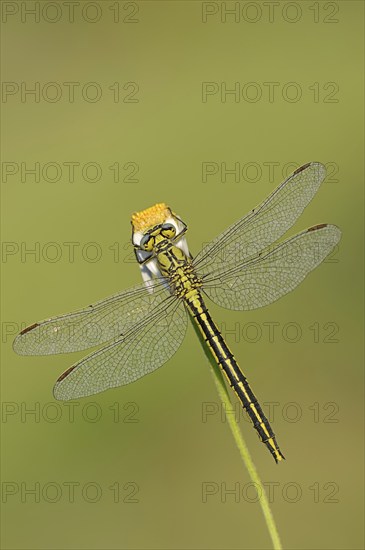 Western clubtail (Gomphus pulchellus), female, Provence, southern France