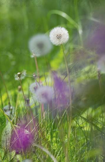 Detailed photograph of dandelions with blurred purple flowers in the foreground, common dandelion