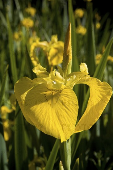 Iris pseudacorus yellow flag iris plant flowering