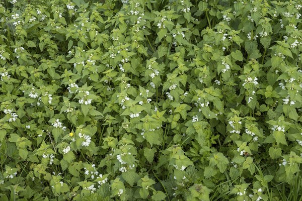 White nettle (Lamium album) in flower