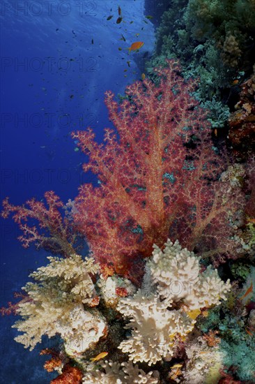 Hemprich's tree coral (Dendronephthya hemprichi), dive site Habili Jaffa, St Johns Reef, Saint