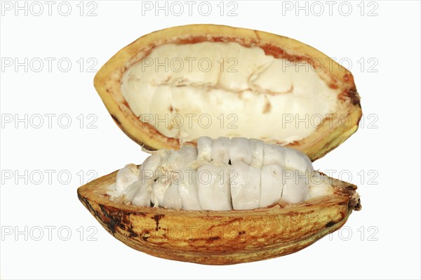 Cocoa tree (Theobroma cacao), halved cocoa fruit with pulp
