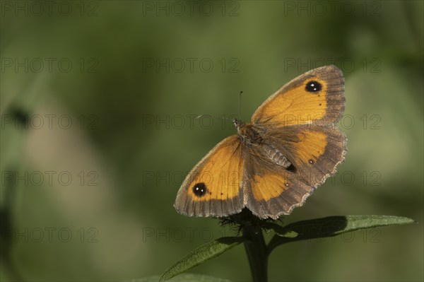 Gatekeeper (Pyronia tithonus) butterfly resting on a Knapweed flower in the summer, Suffolk,