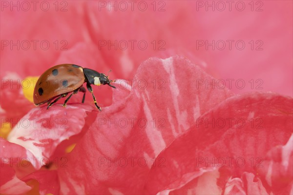 Seven-spot ladybird (Coccinella septempunctata) adult insect on a pink garden Camellia flower in