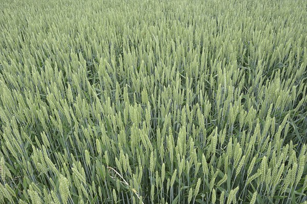 Field with wheat or common wheat (Triticum aestivum, Triticum vulgare), North Rhine-Westphalia,