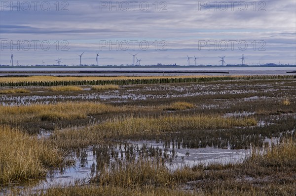 Wadden landscape on the coast of the Nordstrand peninsula in the Schleswig-Holstein Wadden Sea
