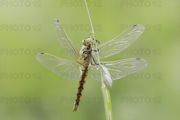 Black-tailed skimmer (Orthetrum cancellatum), female, North Rhine-Westphalia, Germany, Europe