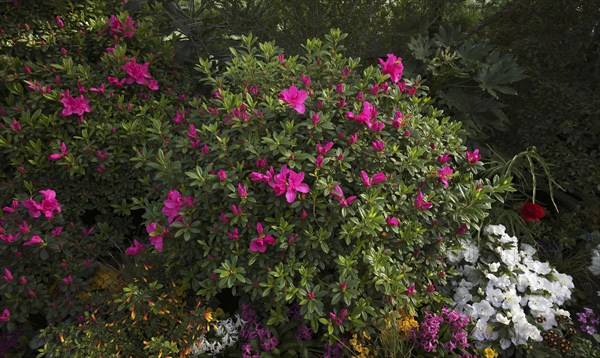 Indian azalea (Rhododendron simsii Planch.), Baden-Württemberg, Germany, Europe