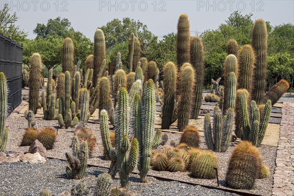 Cactuses in botanic garden, Parque Quilapilún de Anglo American, Región Metropolitana, Chile, South