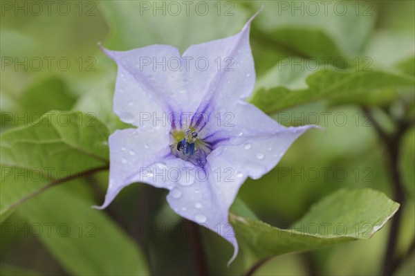Devil's trumpet (Datura metel), flower, native to Asia