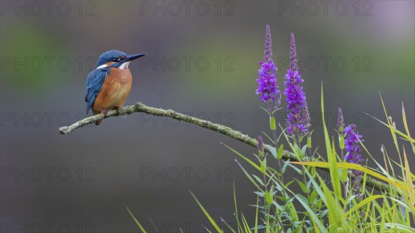 Common kingfisher (Alcedo atthis) Indicator for clean watercourses, juvenile bird, habitat, flying